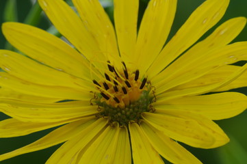 macro  yellow flower inn the garden
