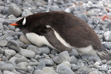 Fototapeta premium Antarctic subantarctic penguin close-up on a cloudy winter day