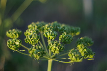 Obraz premium close up of a green plant
