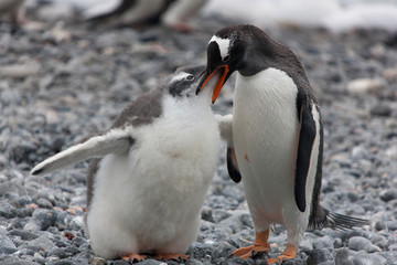 Fototapeta premium Antarctic Adelie penguin with chick close up on a cloudy winter day
