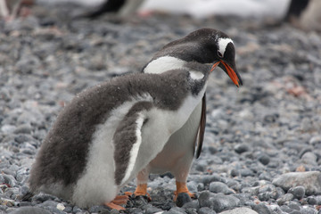 Fototapeta premium Antarctic Adelie penguin with chick close up on a cloudy winter day