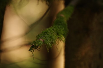 Fototapeta premium macro moss on the tree