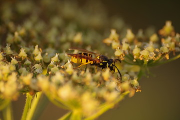 macro bee on yellow flower