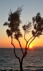 Vegetation against the backdrop of a sunny sunset and the sea