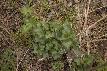Forest with trees, grass, glades and flowers