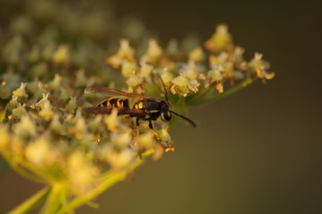 macro bee on yellow flower
