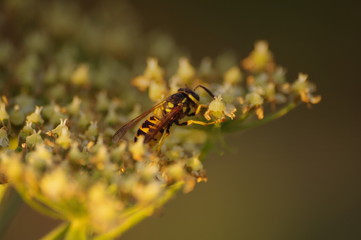 macro bee on yellow flower