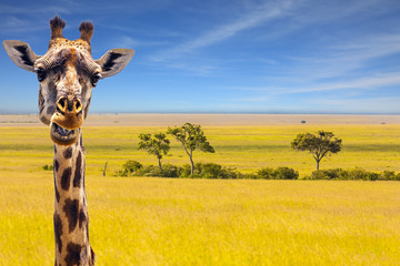 The cheerful giraffe in savanna