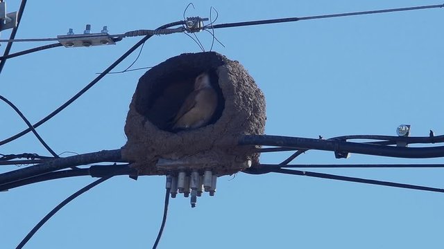 Rufous hornero (Furnarius rufus) building its nest on power lines.
