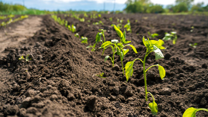young pepper grows in the garden