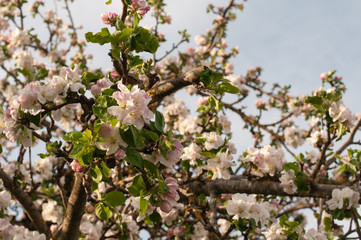 branch of an apple tree with pink flowers