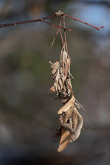 dry branches of a tree