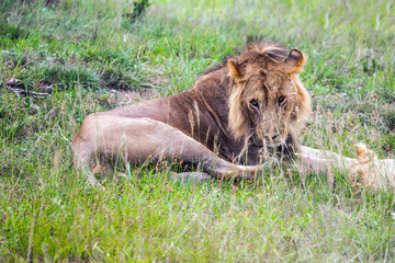 African lion is resting in the shade