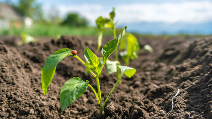 young pepper grows in the garden