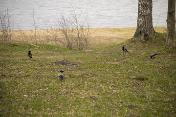 magpies gathered on the grass of the riverbank