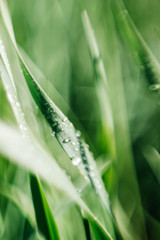 Macro grass with dew drops. Art blur