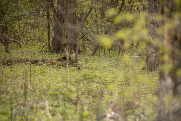 Forest with trees, grass, glades and flowers