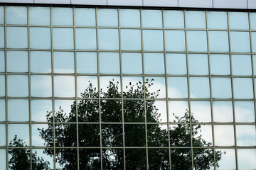 Obraz premium Reflection of the tree in the mirror house against the background of the naked sky with clouds. street photo