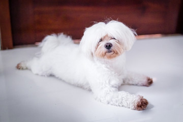 white miniature maltes puppy