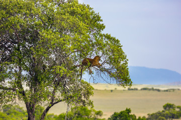 Gorgeous spotted leopard