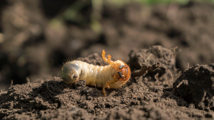 chafer beetle larva close up