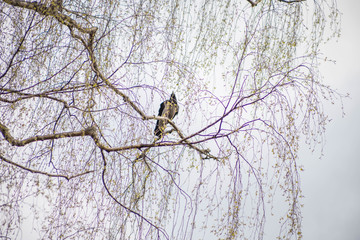 blue sky with white and grey rain clouds