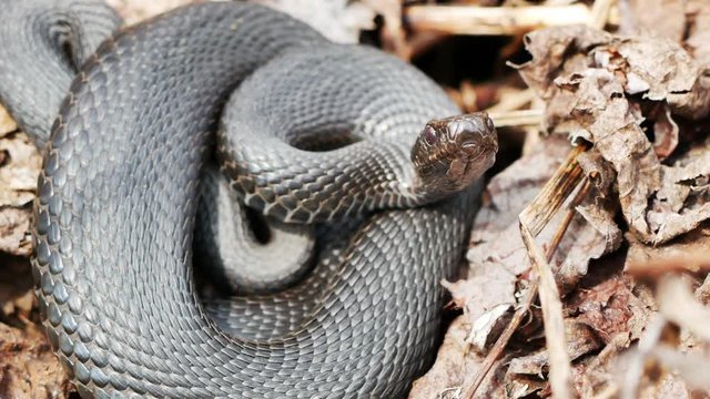 Black Viper on guard. A venomous snake on a Sunny day. 4K. HD