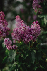 Fototapeta premium Blooming Lilac. Beautiful spring background with lilac flowers.