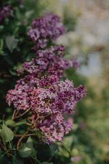 Obraz premium Blooming Lilac. Beautiful spring background with lilac flowers.