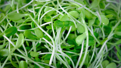 Sunflower seedlings in basket. Green sapling plants in garden.