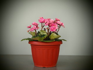 Blooming pink violet Azalea in a pot on a gray background.