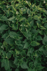 Nettle background top view. Beautiful green background with medicinal plants.