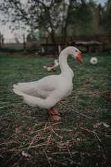 Beautiful white goose on the lawn. Rustic background with goose.