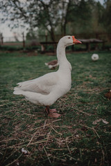 Beautiful white goose on the lawn. Rustic background with goose.