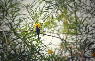 Female Purple Rumped Sunbird  or Leptocoma Zeylonica Drinking Nectar from Cascabela Thevetia Flower with Selective Focus in Daylight