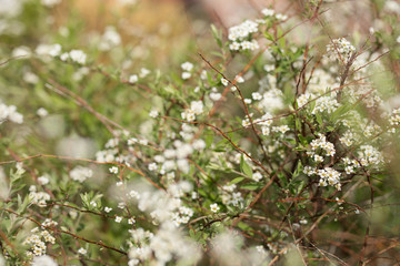 White Spirea flowers close-up on a green bush