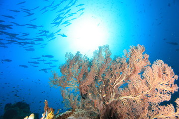 Fototapeta na wymiar gorgonians soft corals blue sea