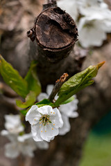 Blossoming of a garden apple-tree