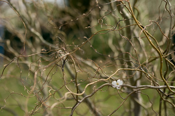 intertwined willow twigs on a background of green plants in the garden
