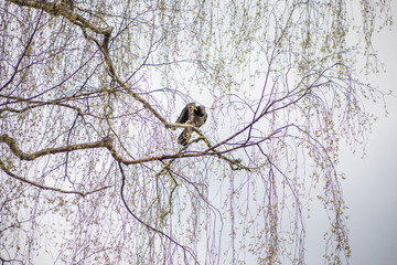 blue sky with white and grey rain clouds