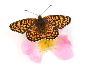 Butterfly small pearl-bordered fritillary  (Boloria selene) or Bog Fritillary on pink dog rose flower isolated on white background