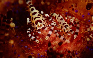 beautiful coleman shrimp on a fiery sea urchin underwater 