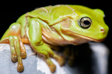Australian Green Tree Frog also known as Litoria caerulea