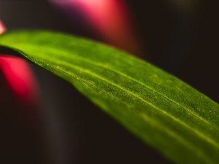 Green leaf close up