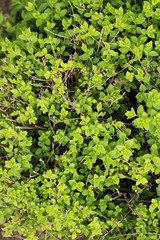Fototapeta premium Spiraea green plant close-up