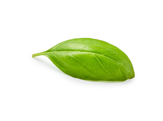 Fresh basil leaf isolated on white background
