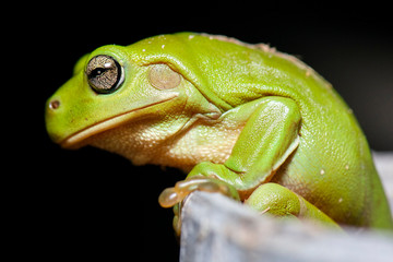 Australian Green Tree Frog also known as Litoria caerulea