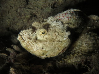 fish stone wart portrait