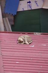 野良猫