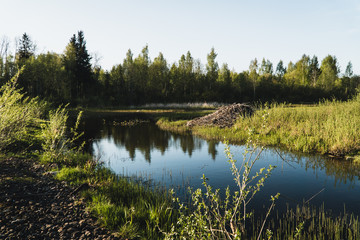 Lake with green plants in spring time, beautiful nature.